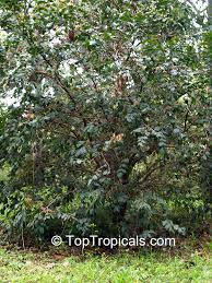 Image result for Aristida stipitata