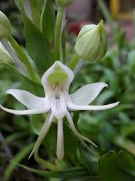 Image result for Habenaria aberrans