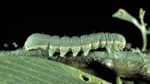 Find the latest caterpillar, inc. Viruses Can Kill Wasp Larvae That Grow Inside Infected Caterpillars Science News