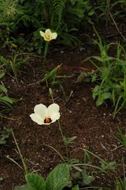 Image result for Hibiscus rhabdotospermus