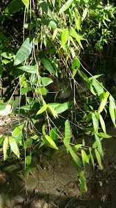 Image result for Olyra latifolia