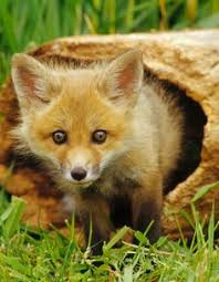 Image result for images Defeating the Little Foxes