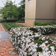 Image result for Jasminum multipartitum