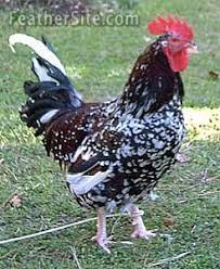 Black And White Speckled Chicken Name Speckled Sussex Chickens Backyard Chickens And Roosters Chicken Breeds