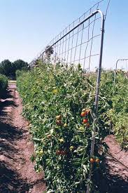 Imagine the scent of ripe, succulent tomato amid an herbaceous accord of wild clover, fresh herbs and leafy greens. 32 Diy Tomato Trellis Cage Ideas For Healthy Tomatoes