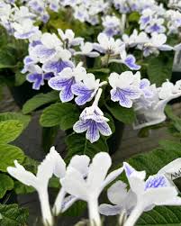 Image result for Streptocarpus kamerunensis