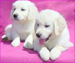 From their first breath and learning to walk, to teething and playtime. Golden Retriever Puppies For Sale Pets4you Com