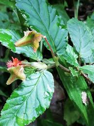Image result for Begonia bequaertii