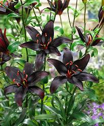 Asiatische Lilie Queen Of The Night Besonderheiten Bakker Asiatische Lilien Dunkle Blumen Lilien Pflanzen