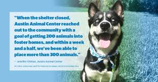 Discover them and find what you need now! Animal Adoption Foster Numbers Up As Austin Community Comes Together To Support Shelters Community Impact Newspaper