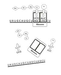Alternative or complementary ways to. Decoding Dna Modeling Protein Synthesis Ks Corn