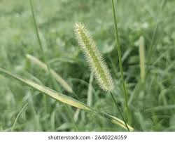 Image result for Acroceras macrum