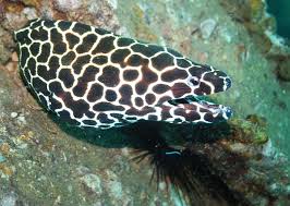 The Giant Moray Eel Is Just One Of Many Species Of Moray Eel