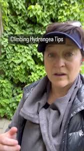 Barbara Ann Climbing Hydrangea