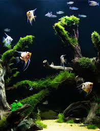 At night, the reverse happens, which is also vital to having a you can also try aquarium salt to get snails off. Saltwater Aquarium Vs Freshwater Tank Pros Cons