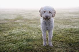 Der spanische wasserhund kam mit den mauren, den römern oder mit händlern auf die iberische halbinsel und wurde in rauen gegenden als hütehund für schafe und . Spanischer Wasserhund Steht Auf Feld Und Blickt In Kamera Eckzahn Gehorsam Stock Photo 179769530