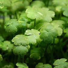 Image result for Hydrocotyle