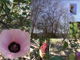 Image result for Gossypioides