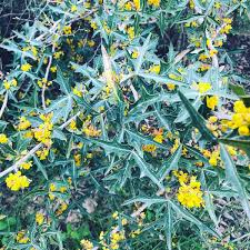 Image result for Burttia