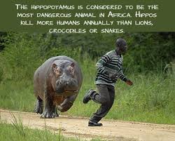 24 Amazing And Interesting Facts About Animals Hitfull Com Fun Facts About Animals Funny Animal Videos Animal Attack
