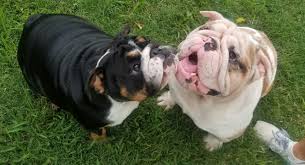 Available English Bulldog Puppies - BULLDOGS & EXOTIC PERSIANS