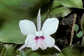 Image result for Kaempferia