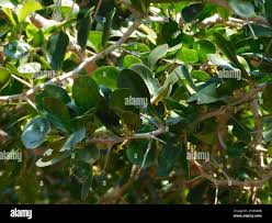 Image result for Dovyalis afra