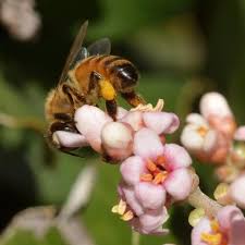 Santa barbara (sba) santa maria, ca (smx) sf bay area (sfo) siskiyou county (ssk). Santa Barbara Beekeepers Association Home Facebook