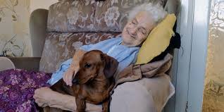 She also gets disorientated and walks round and round the garden like she's trying to get her bearings. Animal Companions Can Caring For A Pet Help A Person With Dementia Alzheimer S Society