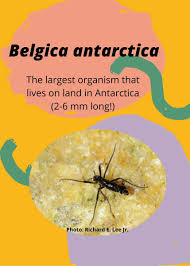 At 12mm (1/2 inch) long, it is the largest purely terrestrial animal on the continent. Ufnaturalteachinglab On Twitter Did You Know That A Fly Is The Largest Terrestrial Animal Native To Antarctica It S The Antarctic Midge ð˜‰ð˜¦ð˜­ð˜¨ð˜ªð˜¤ð˜¢ ð˜¢ð˜¯ð˜µð˜¢ð˜³ð˜¤ð˜µð˜ªð˜¤ð˜¢ Only 2 6 Mm The Midge Is Able To Survive