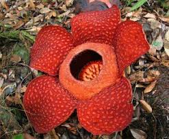 The Corpse Flower Rafflesia Arnoldii Gardening Life Corpse Flower Single Flower Flowers