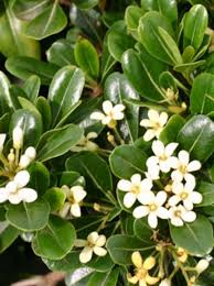 We did not find results for: Pittosporum Tobira Wheeler S Dwarf Chinesischer Klebsame Wheeler S Dwarf