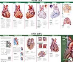 anatomical chart companys illustrated pocket anatomy