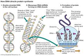We're discovering nucleic chemicals in the field of biology a good i'm trouble using the following: Life Dna Rna And Protein Britannica