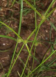 Image result for Kyllinga stenophylla