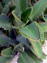 Kalanchoe Daigremontiana Mother Of Thousands Succulents Network In 2020 Unique Plants Unusual Plants Plants
