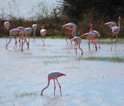 Flamingos are known as noisy birds whose sounds and vocalizations range  from grunts, growls and nasal honking. These sounds help in parenting,  various rituals and communicating to keep the well-being of their