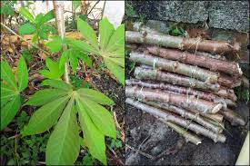 Tanam tanam ubi cerita sedih. Tanamsendiri Com Grow Your Own Tanam Ubi Kayu Dalam Pasu Untuk Tuaian Pucuk