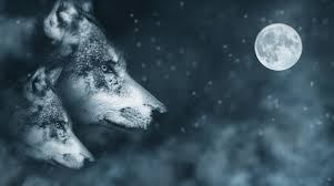 #halloween aesthetic #werewolf aesthetic #october #aesthetic #halloween #werewolf #werewolves #transformation #wolf #wolves #fangs #growl #howl #paw prints #full moon #woods #moodboard. Werewolf Aesthetics Wiki Fandom