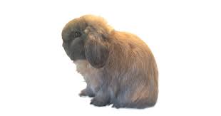 What Is A Holland Lop How To Care Lifespan Faq With