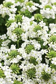 Do you find your yard full of weeds that look like flowers? Babylon White Verbena Hybrid White Flowers Garden Plants White Plants