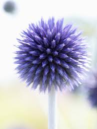 Image result for Echinops