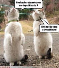 2:10 :)) pisici amuzante faze comice cu pisici faze tari cu pisici funny cats pisici amuzante. 30 Pisici Ideas Pisici Meme Cu Pisici Model De Felicitare