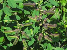 Image result for Crotalaria barkae