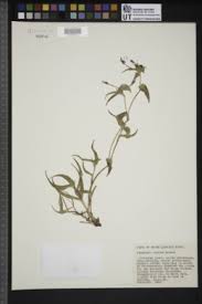 Image result for Commelina nyasensis