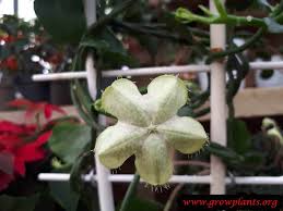 Foliage plants add a bit of greenery to your indoor space and can even help clean the air. Ceropegia Sandersonii How To Grow Care