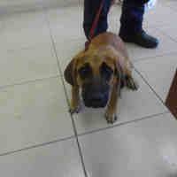 Black And Tan Coonhound Rescue Texas Pet Card Coonhound Texas City Black And Tan