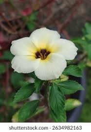 Image result for Turneraceae