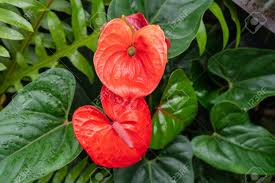 Maybe you would like to learn more about one of these? The Red Heart Shaped Flowers Of Anthuriums Is Really A Spathe Or A Waxy Modified Leaf Flaring Out From The Base Stock Photo Picture And Royalty Free Image Image 122689518