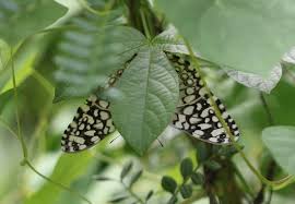 Image result for Cribbia brachyceras